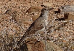 Benguela long-billed lark in Namibe Province, Angola.jpg