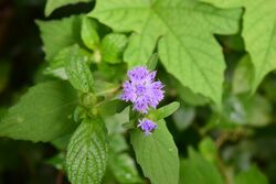 Blue flower Used for Pookkalam DSC 0945.jpg