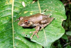 Boophis rufioculis.jpg