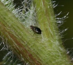 Brachycaudus cardui (Plum - thistle aphid) - Flickr - S. Rae (2).jpg