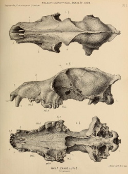 British Pleistocene Mammalia (1866) Wolf Cranium.png