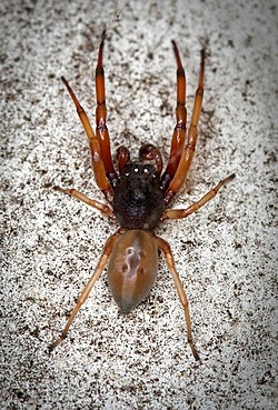Broad faced sac spider (Trachelas tranquillus) dorsal view, male