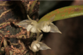 Bulbophyllum calophyllum01-raab bustamante.png