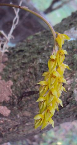 Bulbophyllum sterile 03.JPG