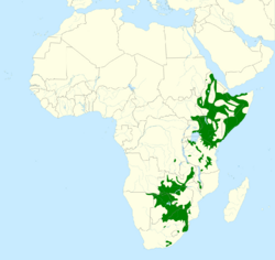 Buphagus erythrorhynchus map.svg