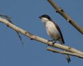 Burmese Shrike.jpg