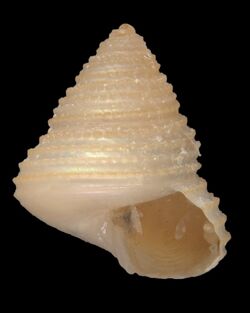 Calliostoma melliferum shell.jpg