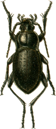 Carabus wladimirskyi Jacobson.png