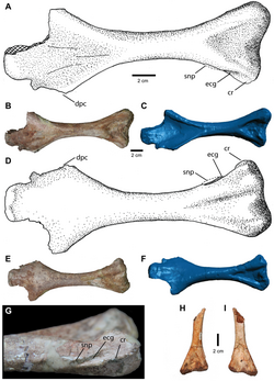 Carnufex humerus.png