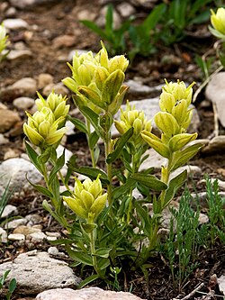 Castilleja septentrionalis - 52218978321.jpg