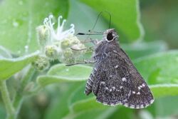 Celias Roadside-Skipper (Amblyscirtes celia).jpg