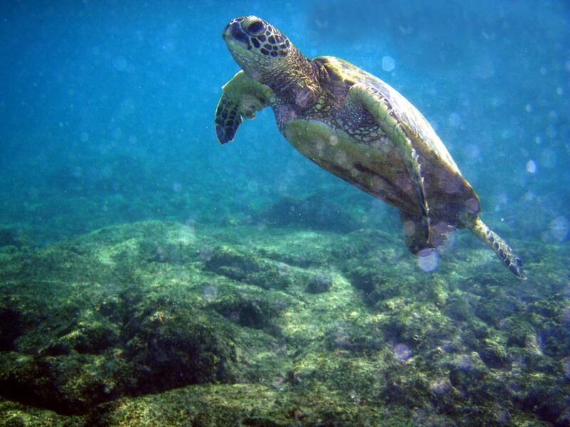 File:Chelonia mydas and bubbles.jpg