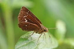 Chestnut bob (Iambrix salsala luteipalpis).jpg