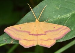 Chickweed Geometer Moth - Haematopis grataria (50315457683).jpg