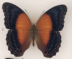 Cirrochroa thule Felder & Felder (male), Sulawesi (S. Sulawesi, viii-ix.1891, W. Doherty, Rothschild Bequest).png