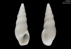 Clavus biancae (MNHN-IM-2000-21466).jpeg
