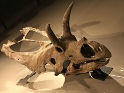 Coahuilaceratops magnacuerna skull.jpg