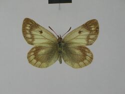 Colias cocandica culminicola female Syntype 01 dorsal side ZSM.jpg