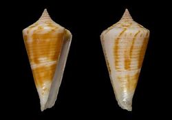 Conus sakalava 001.jpg