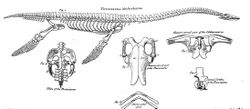 Conybeare Plesiosaur 1824.jpg