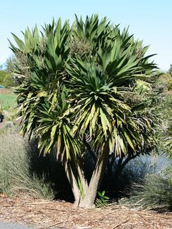 CordylineObtecta.jpg