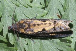 Cryptaspasma querula 172016085.jpg