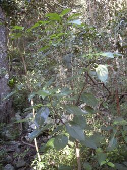 Dendrocnide photinophylla sapling.jpg