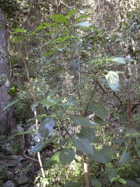 File:Dendrocnide photinophylla sapling.jpg