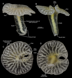 Dendrogramma enigmatica sp. nov., holotype.png