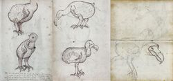 Dodo (VOC Gelderland, 1602).jpg