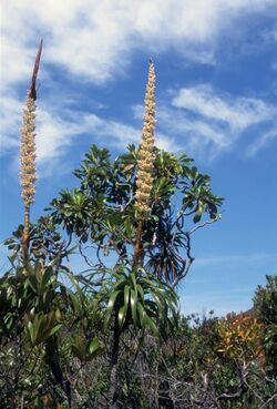 Dracophyllum verticillatum (scott.zona).jpg