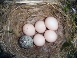 Nest made of straw with five white eggs and one grey speckled egg