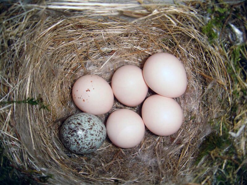 File:Eastern Phoebe-nest-Brown-headed-Cowbird-egg.jpg