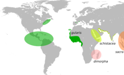 Egretta gularis map.svg