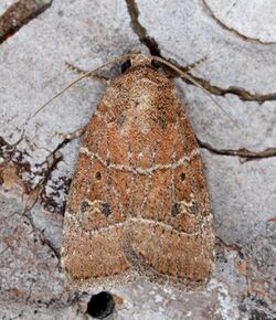 Elaphria grata – Grateful Midget Moth (13950171983).jpg