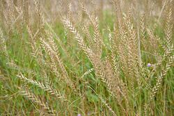 Eragrostiella bifaria in Hyderabad, AP W IMG 0380.jpg