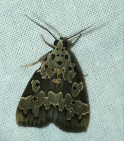 Erebid Moth (Sommeria culta) (39799071373).jpg
