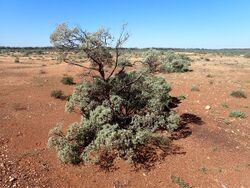 Eremophila pterocarpa acicularis (habit).jpg