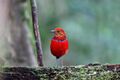 Erythropitta arquata (Blue-banded Pitta).jpg