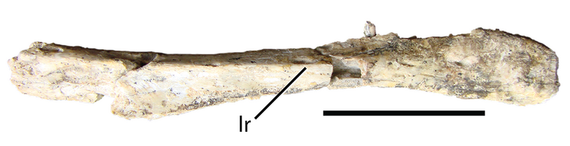 File:Eshanosaurus.png