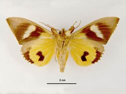 Eudocima salaminia female ventral.jpg