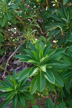Euphorbia stygiana, Conservatoire botanique national de Brest 04.jpg