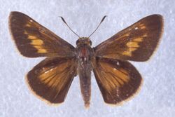 Euphyes pilatka 2191050.jpg