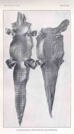 FMIB 33999 Alligator Skins.jpeg