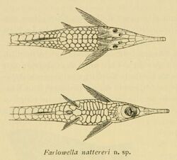 Farlowella nattereri.jpg