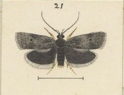 Fig 21 MA I437911 TePapa Plate-L-The-butterflies full (cropped).jpg