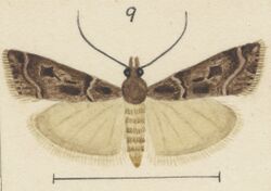 Fig 9 MA I437913 TePapa Plate-LII-The-butterflies full (cropped).jpg