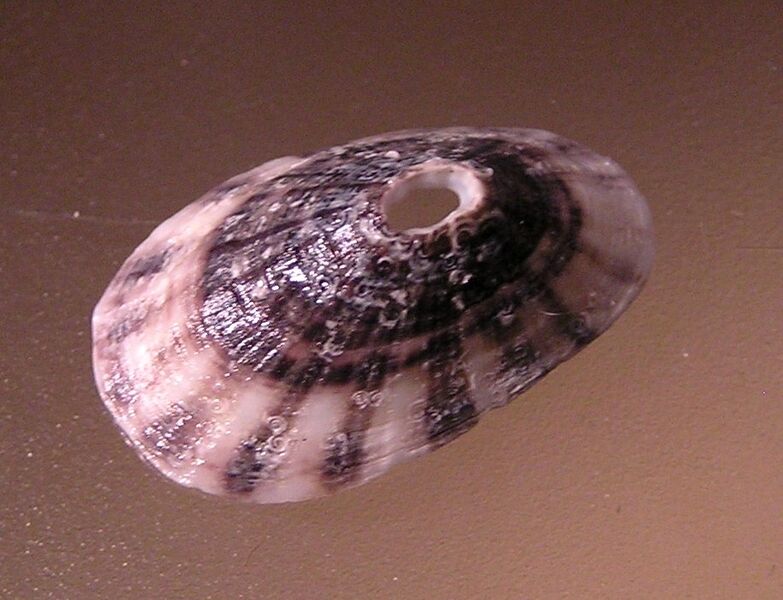 File:Fissurella radiosa tixierae 003.jpg