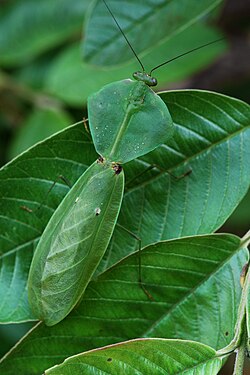 Flickr - ggallice - Shield mantid.jpg