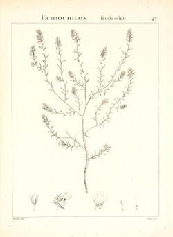 Flora Atlantica, sive, Historia plantarum quae in Atlante, agro Tunetano et Algeriensi crescunt (Plate 47) (7455965116).jpg